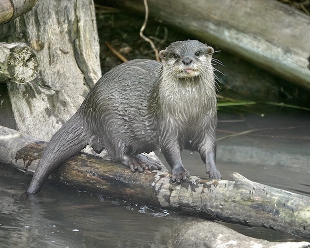 otter